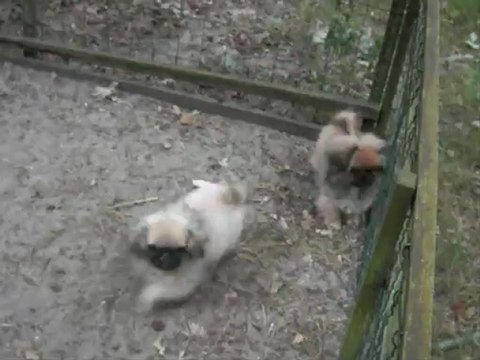 femelles pekinois