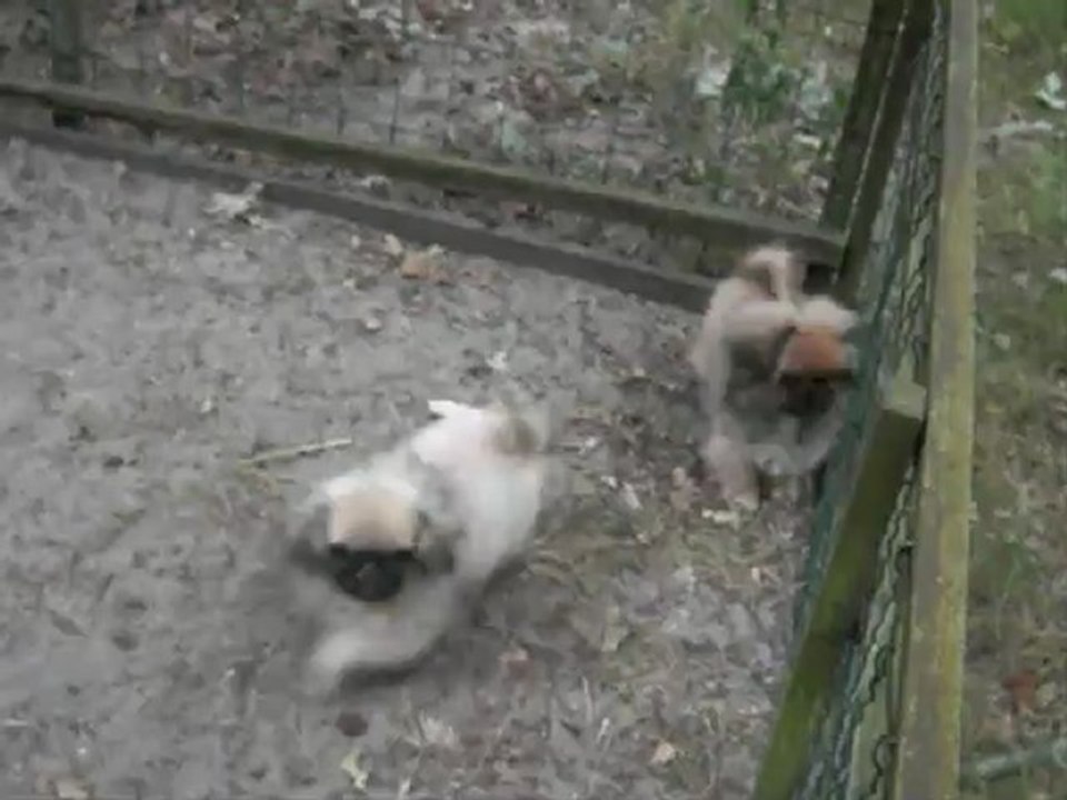 femelles pekinois