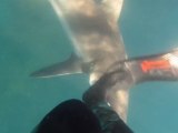 A Shark attacks a diver during a Spearfishing session!