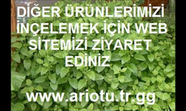 Melisa tohumu,oğul otu tohumu,melisa_tohumu,melissa tohumu,oğulotu tohumu,melisa otu tohumu,lavanta tohumu,biberiye tohumu,reyhan tohumu,oğul_otu_tohumu,melisa tohumu fiyatı,melisa tohumu satış,