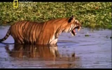 TARİH ÖNCESİ YIRTICILAR KESKİN DİŞLİ DEV KEDİ BÖLÜM 1