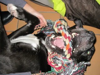 Gohan - Croisé Labrador adopté à 3 ans 1/2 au refuge de Filémon (80).