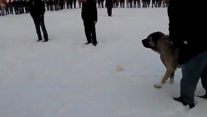 karabaş ve deliyürek