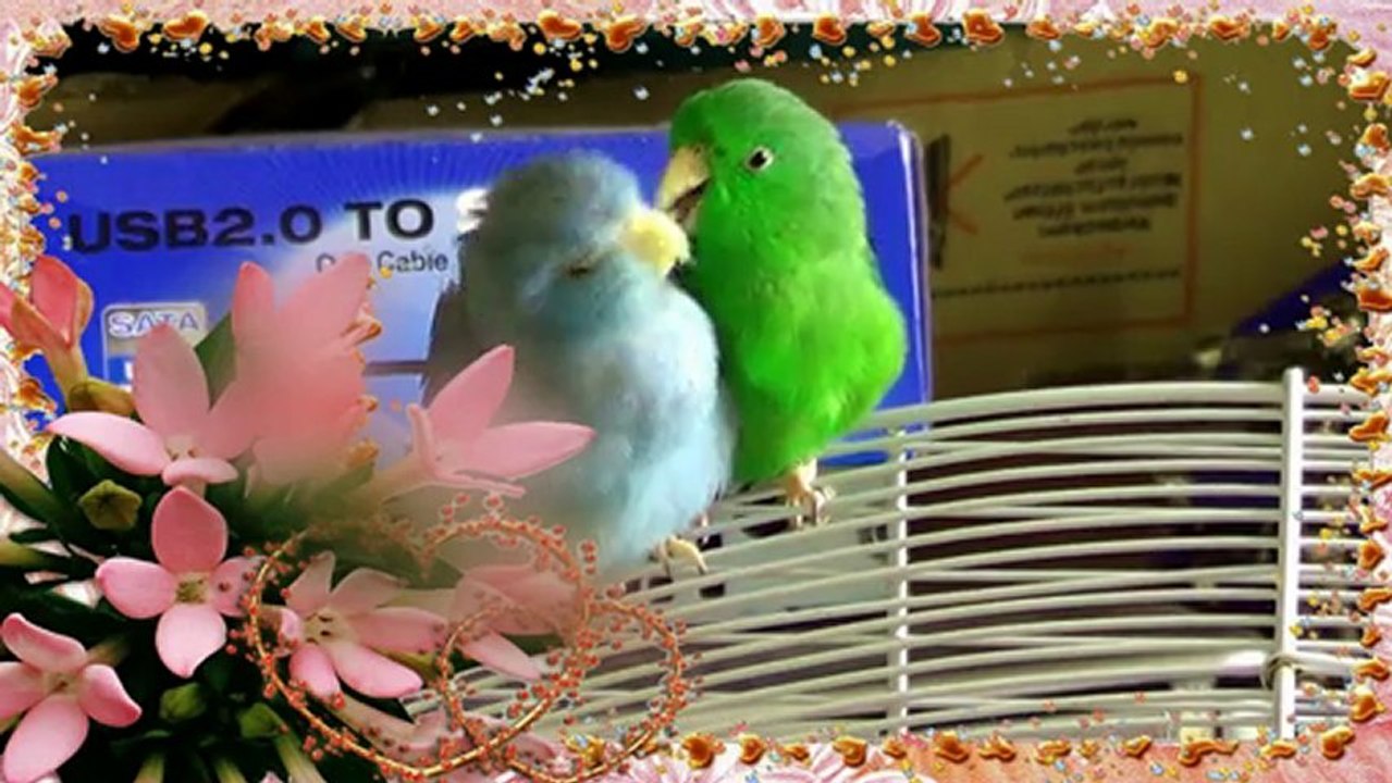 Perruches Moineaux Câlins