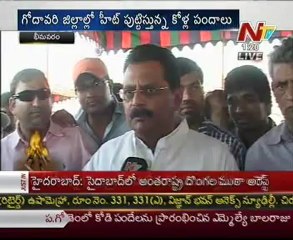 Cock fight bettings competitions start in Bhimavaram