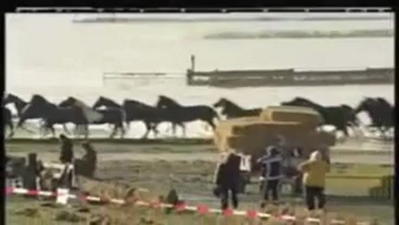 Sauvetage chevaux Hollande