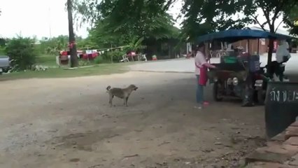 Bu Köpek Oscar ödülü almalı ( nasılda numara yapıyor )