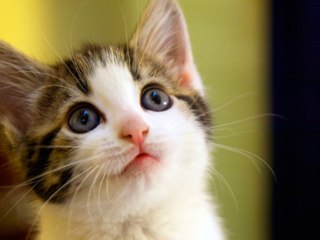 シェルターから猫を引き取る方法