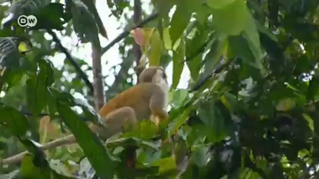 Dinero por selva | versión corta | Ideas globales