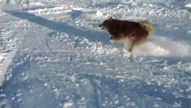 Le chien qui descend la Cime Caron (Val Thorens)
