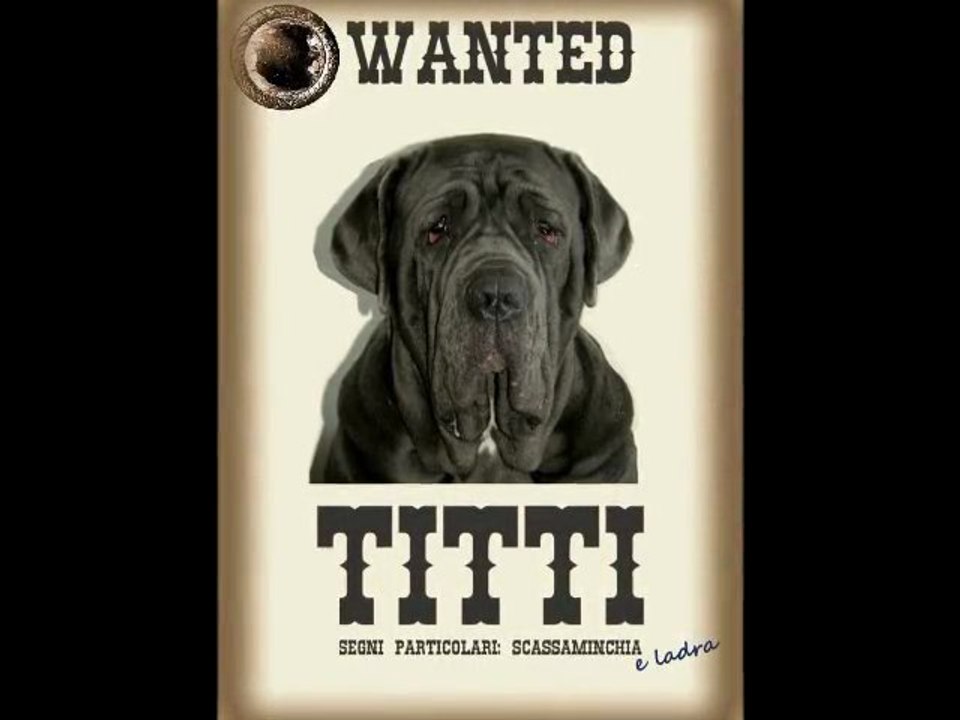 mastino napoletano " titti" o' cane 'e presa ...soft