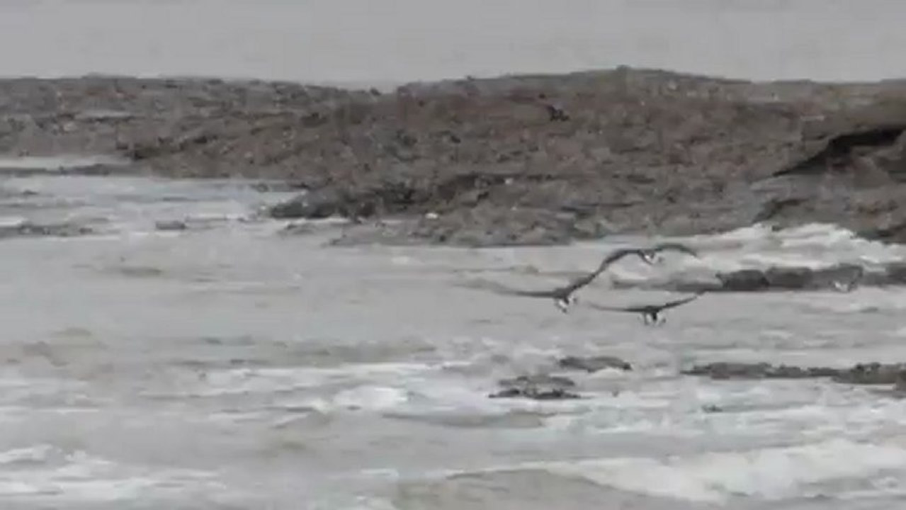 Bernaches cravants en vol