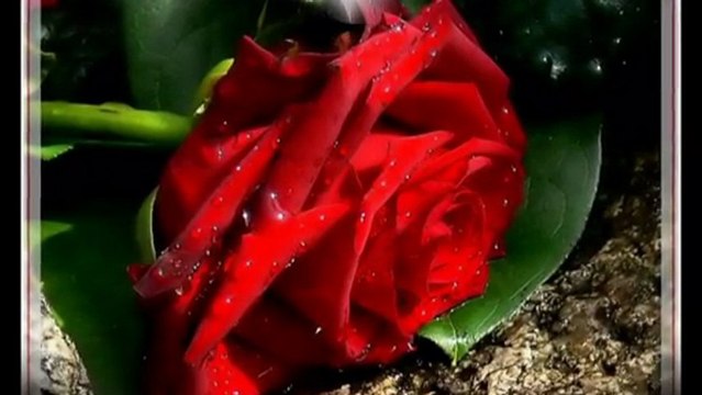 Kahverengi Gözlerin*Ahmet Sezgin*