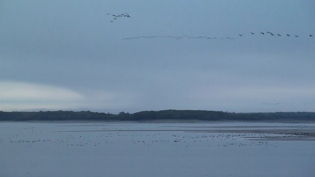 Lever de grues et de cormorans au Lac du Der