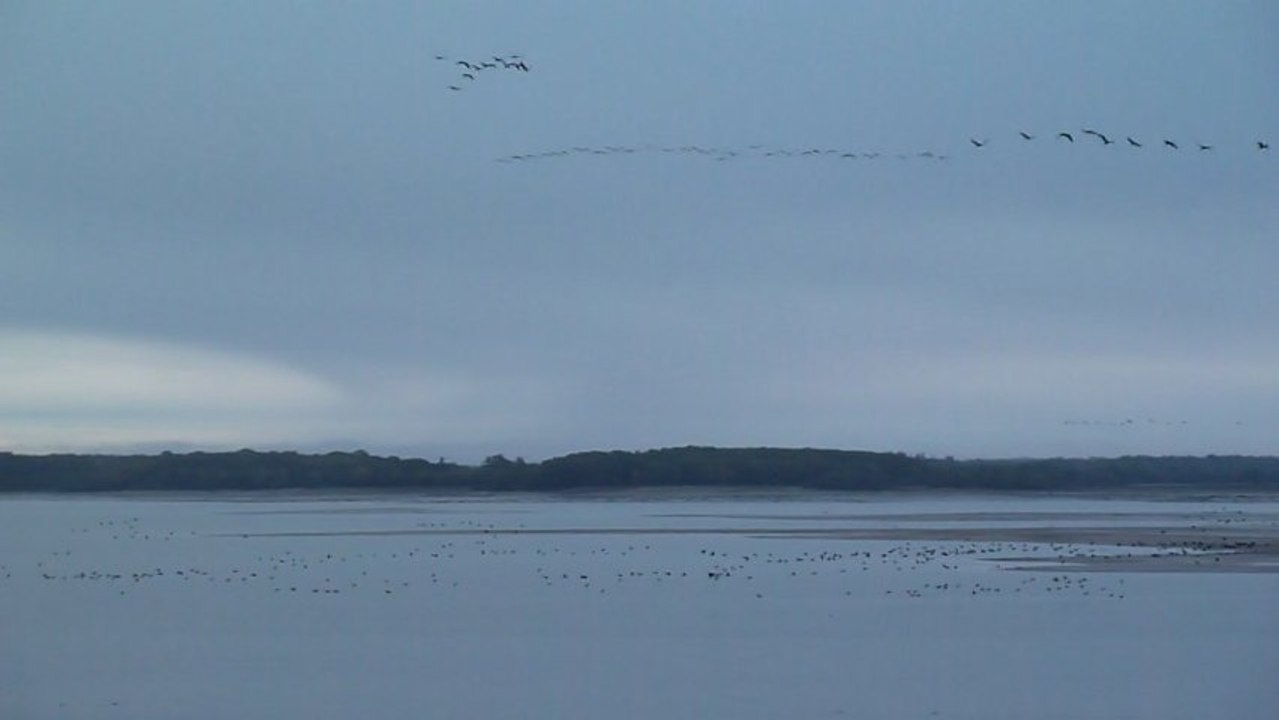 Lever de grues et de cormorans au Lac du Der