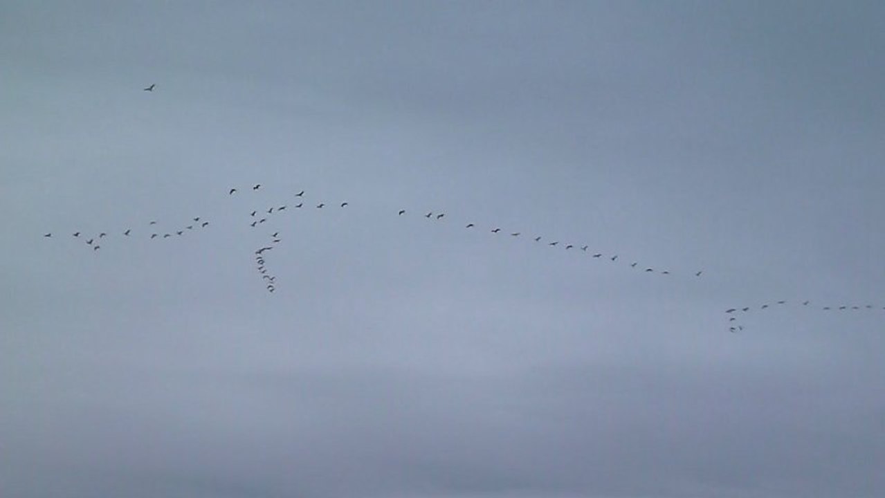Dernier lever de grues avant le retour