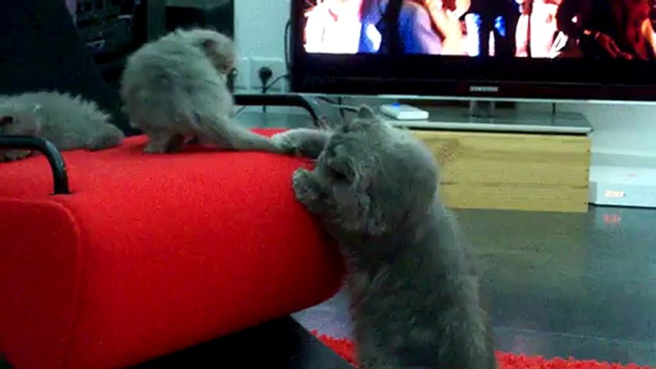 les derniers chatons persans du PAIRI DAEZA, nés le 2 décembre 2012, bientôt disponible