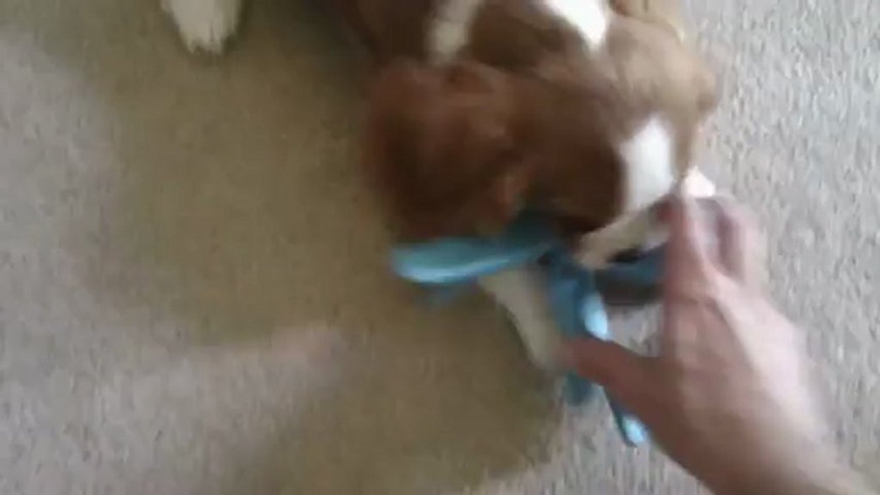 Amos Plays