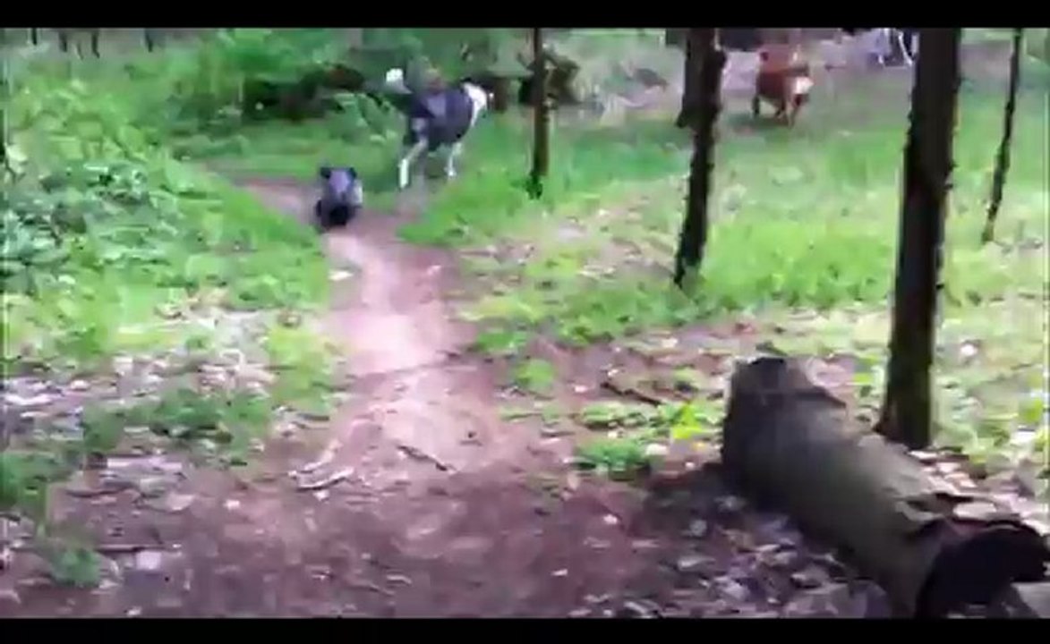 Bowie and Charlie Running
