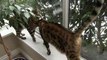 Talkative Bengal Cats Rocket & Rumble Linus Cat Tips
