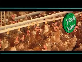 yeşil küre mahmut aydın