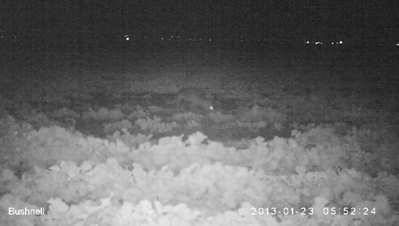 renard_23_01_2013_1/5