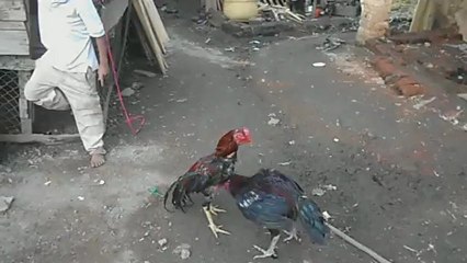 Test : Maximus VS Géronimo - part II