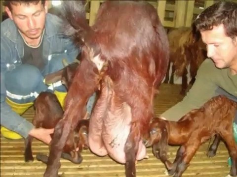 Halep kecisi ciftlikleri,Halep kecisi cesitleri,halep keci süt verimi