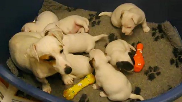 Chiots Jack Russell Terrier