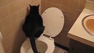 Cat Crap Fever - Cats use the toilet