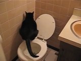 Cat Crap Fever - Cats use the toilet