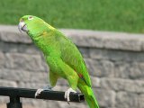 Parrot Sings Russian Songs In Shower
