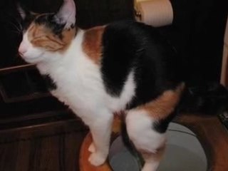 Cats Pooping In Toilets
