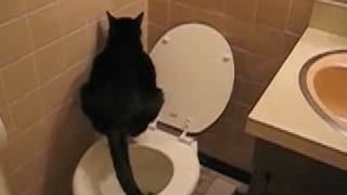 Cat Does #2 in Toilet
