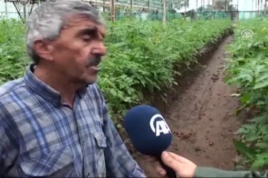 Şiddetli yağış seraları vurdu