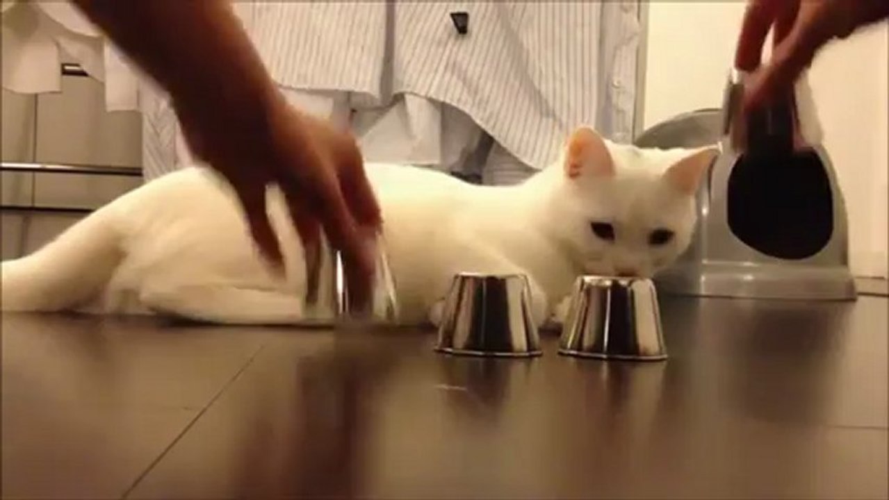 Chat qui ne perd jamais