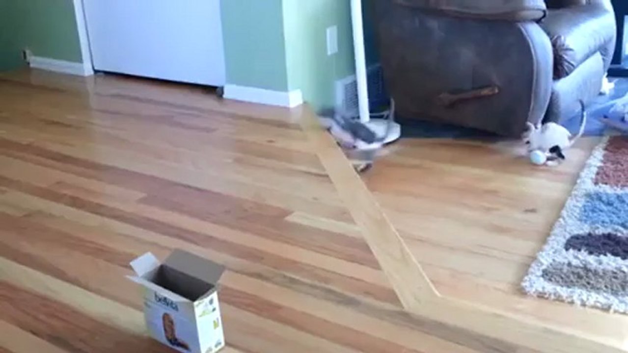Chaton faceplant