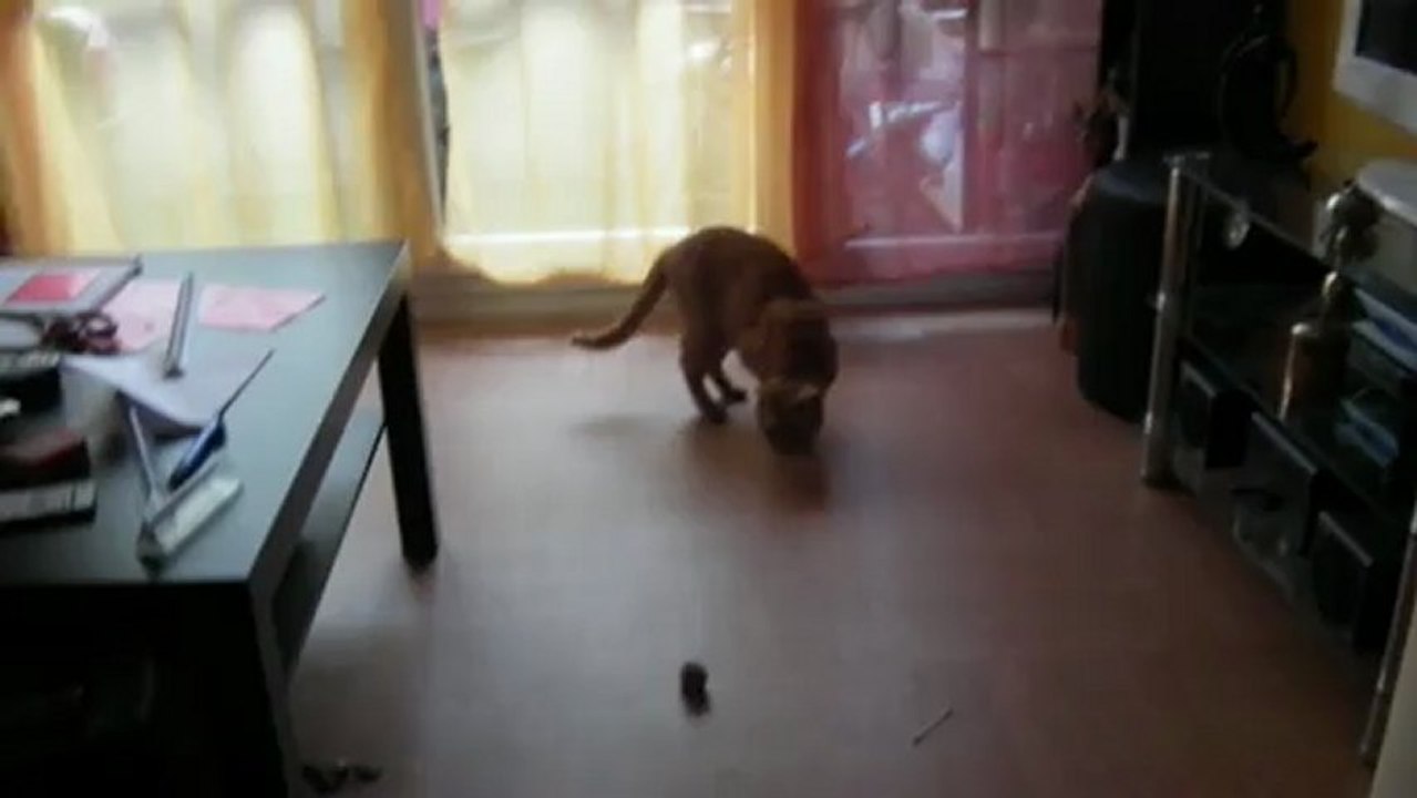Everyone wants to be a cat !
