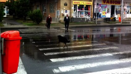 Cachorros ensinam a atravessar a rua