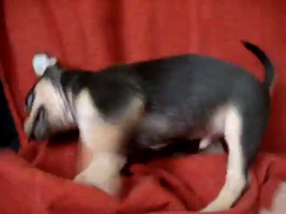 MOV06261 chihuahua