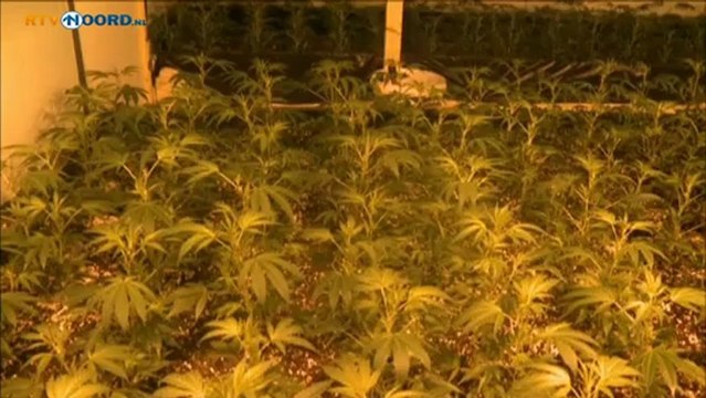 Grote hennepkwekerij in Stad ontmanteld - RTV Noord