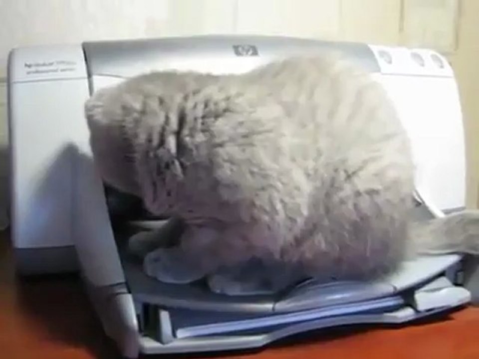 Humour chat et imprimante