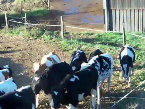 etna troupeau 141011 003