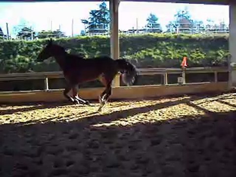 A vendre SF 6 ans hognre pret 6 ans A