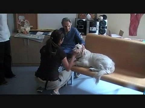 Demencia: Terapia asistida con animales (Emociones y caricias)