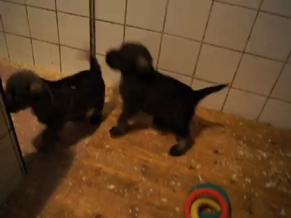 chiots schnauzers moyens poivre et sel