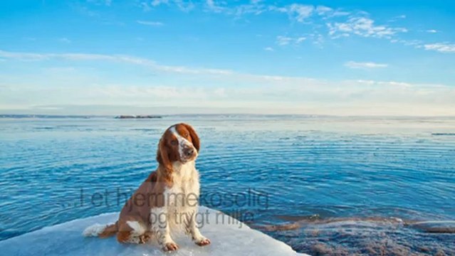 Veterinær Fredrikstad Centrum Dyreklinikk AS