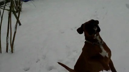 Fixe joue avec des boules de neiges