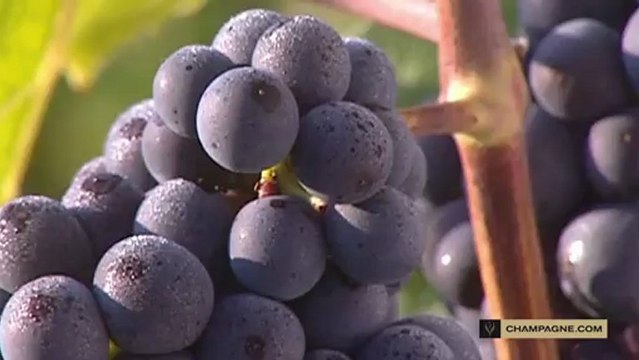 Grape varieties and vines