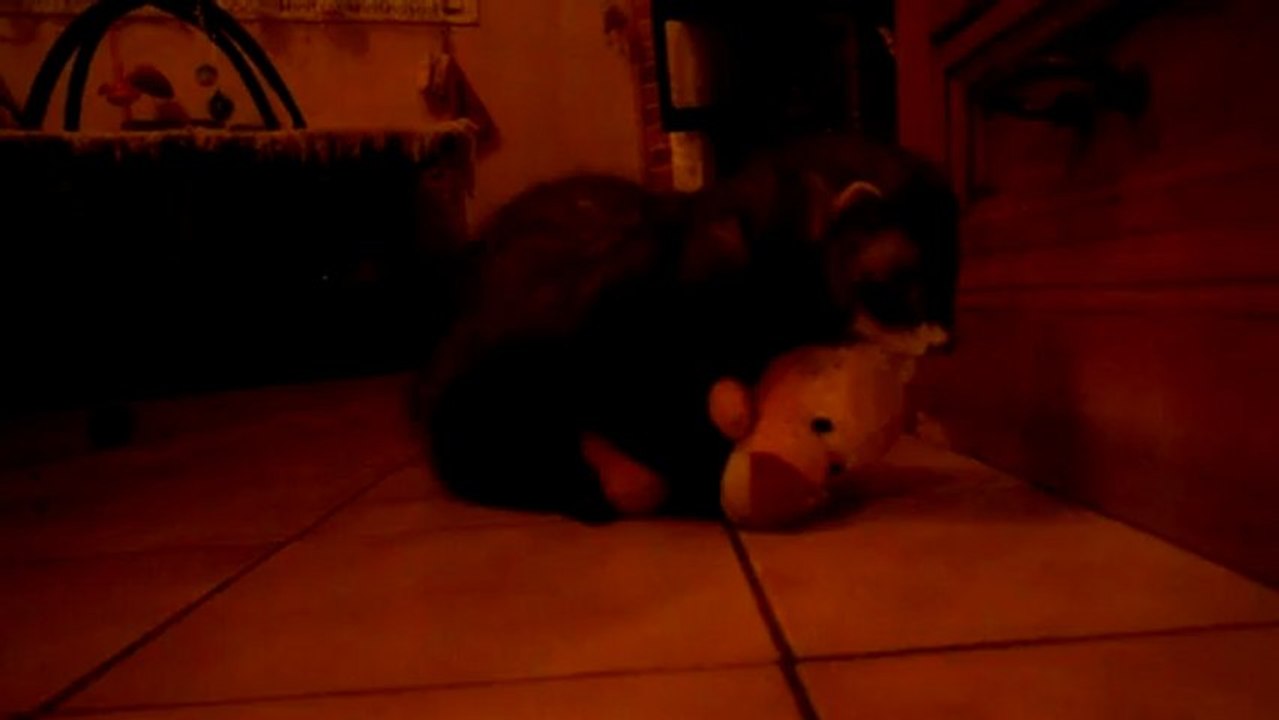 Socket et sa pauvre peluche ^^